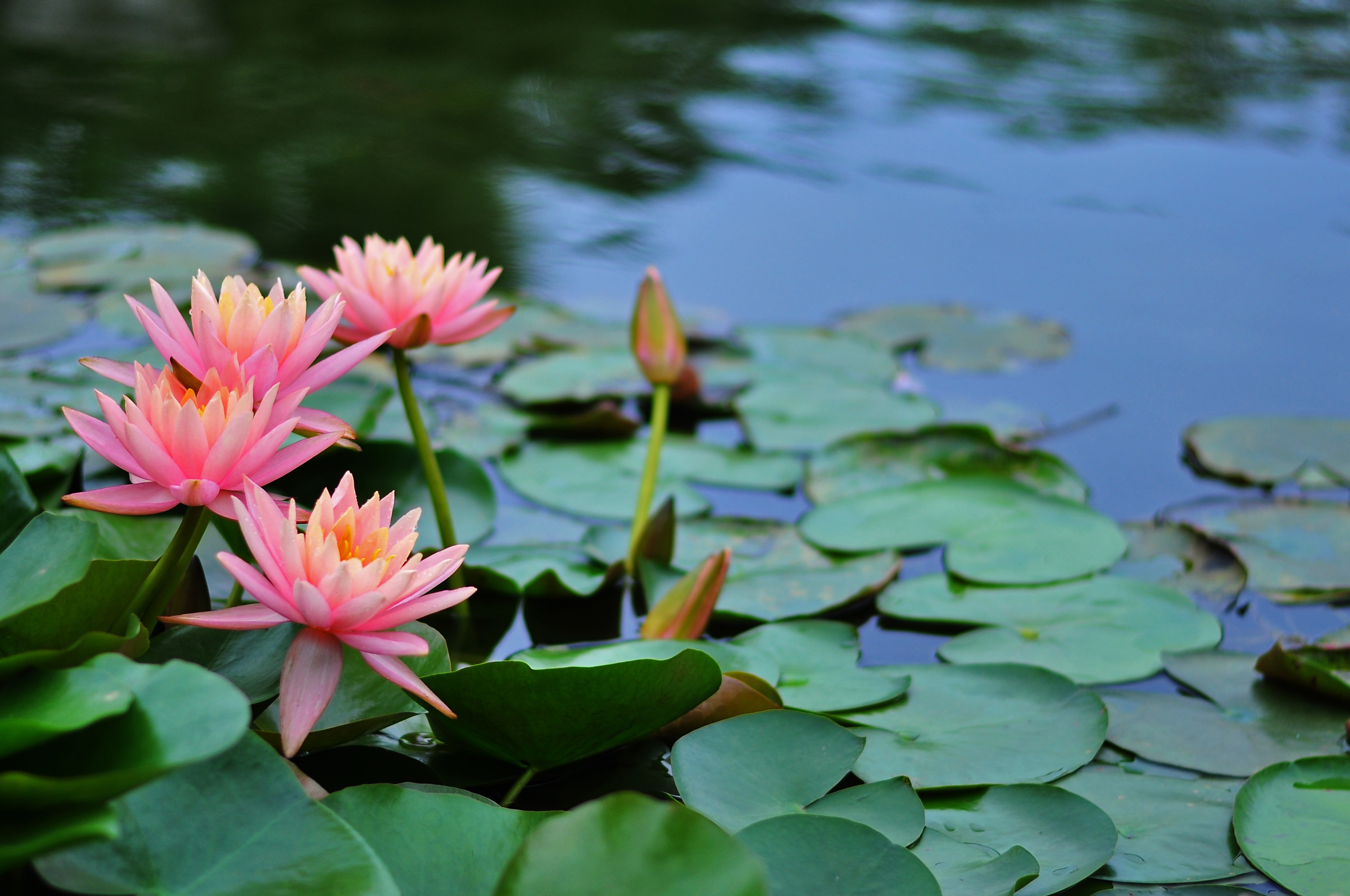 流连忘返莲花池，翘首以盼荷花香_古莲花池